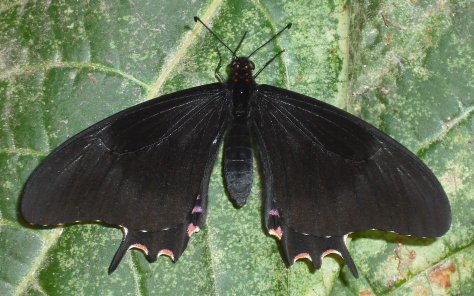 Papilio rogeri pharnaces. March 15.