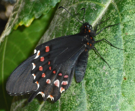 Papilio rogeri pharnaces. March 15.